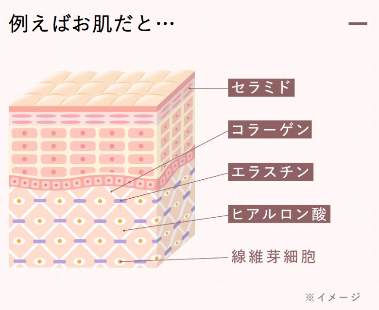 美容成分の働き